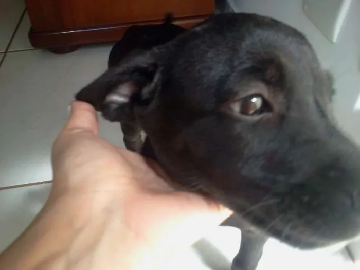 Cachorro ra a  idade 2 a 6 meses nome Ditinho