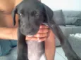 Ditinho