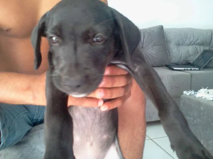 Cachorro ra a  idade 2 a 6 meses nome Ditinho