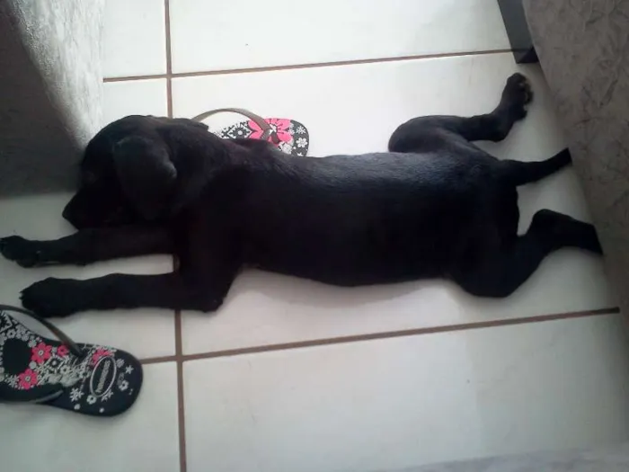 Cachorro ra a  idade 2 a 6 meses nome Ditinho