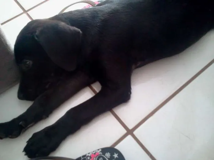 Cachorro ra a  idade 2 a 6 meses nome Ditinho