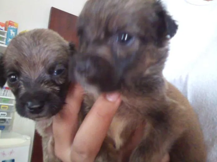 Cachorro ra a SRD idade Abaixo de 2 meses nome filhotes