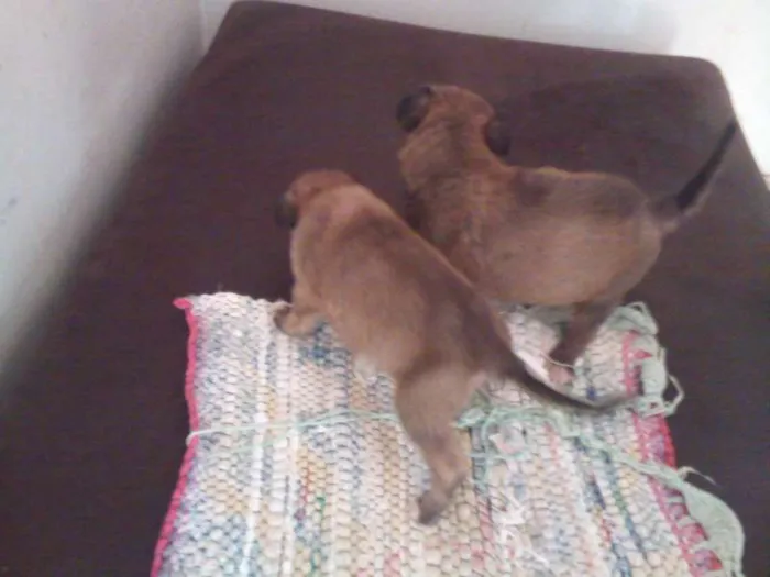 Cachorro ra a SRD idade Abaixo de 2 meses nome filhotes