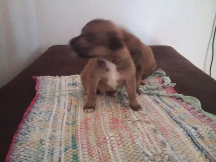 Cachorro ra a SRD idade Abaixo de 2 meses nome filhotes