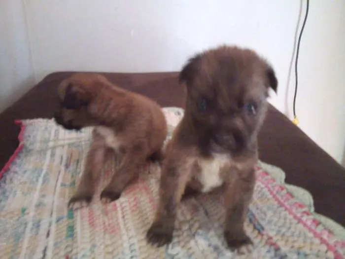 Cachorro ra a SRD idade Abaixo de 2 meses nome filhotes