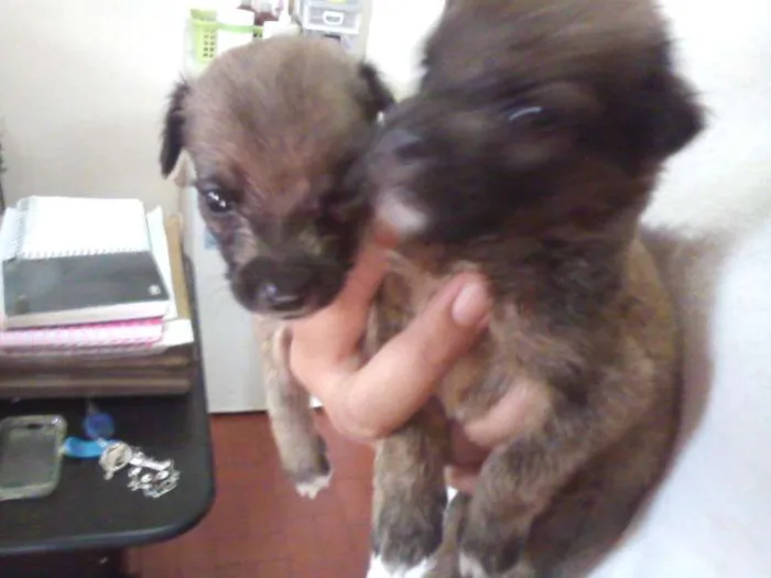 Cachorro ra a SRD idade Abaixo de 2 meses nome filhotes