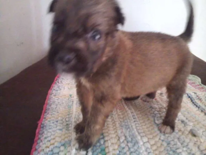 Cachorro ra a SRD idade Abaixo de 2 meses nome filhotes