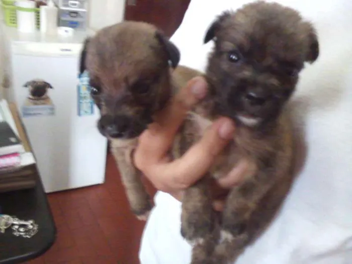 Cachorro ra a SRD idade Abaixo de 2 meses nome filhotes