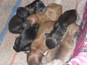 Cachorro raça vira lata idade Abaixo de 2 meses nome tufão,avelã,junior,