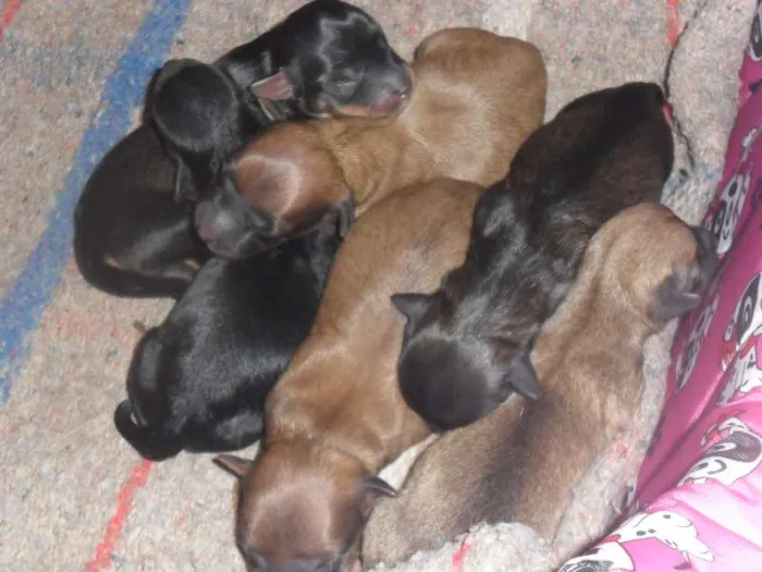 Cachorro ra a vira lata idade Abaixo de 2 meses nome tufão,avelã,junior,