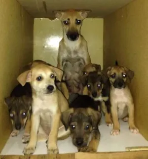 Cachorro raça SRD idade Abaixo de 2 meses nome Brisa e seus filhos