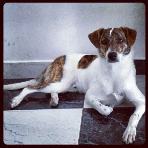 Cachorro ra a SRD idade 7 a 11 meses nome Marley