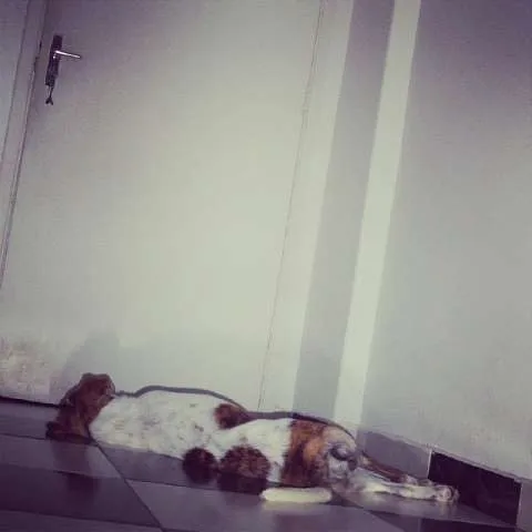 Cachorro ra a SRD idade 7 a 11 meses nome Marley