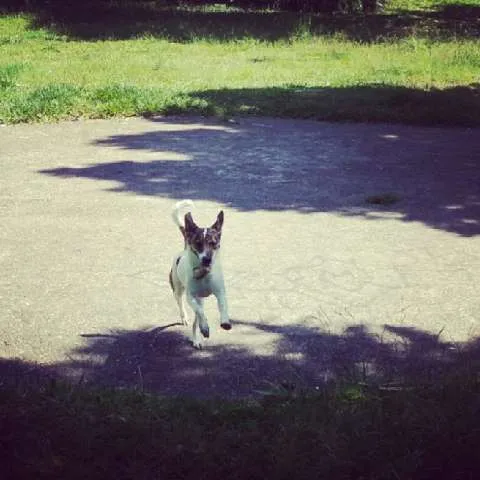 Cachorro ra a SRD idade 7 a 11 meses nome Marley