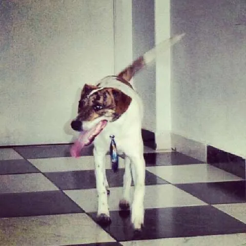 Cachorro ra a SRD idade 7 a 11 meses nome Marley