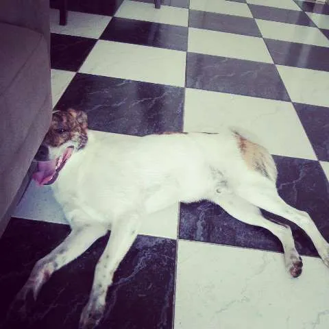 Cachorro ra a SRD idade 7 a 11 meses nome Marley