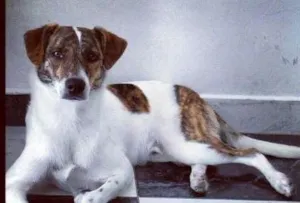 Cachorro raça SRD idade 7 a 11 meses nome Marley