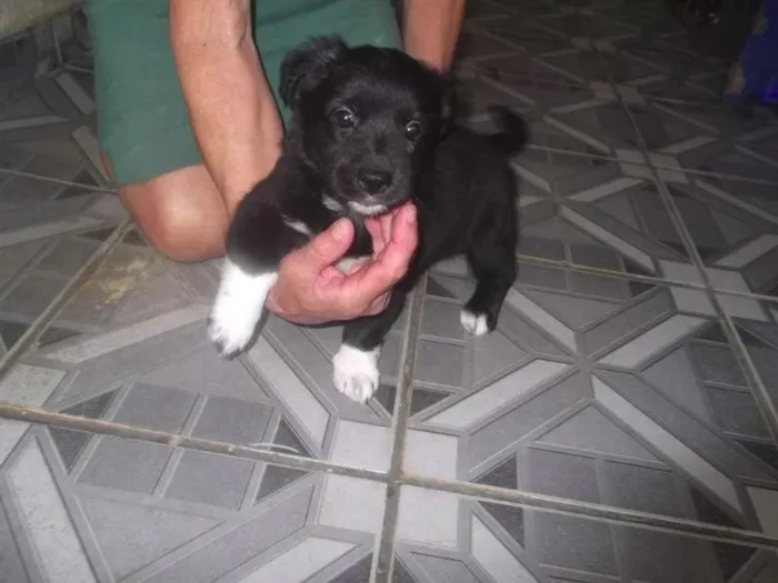 Cachorro ra a SRD idade 2 a 6 meses nome Nenguinha S. Vicente