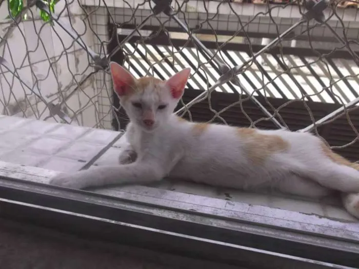 Gato raça SRD idade 2 a 6 meses nome Mesclado S. Vicente