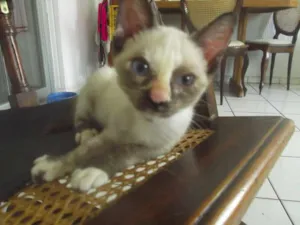 Gato raça mestiça siames idade 2 a 6 meses nome mestiça siames