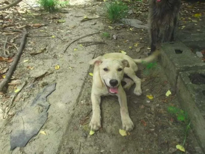 Cachorro ra a SRD idade 2 a 6 meses nome Bebe S. Vicente