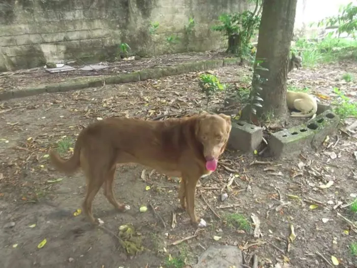 Cachorro raça SRD idade 6 ou mais anos nome MEL S. VICENTE