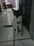 varios