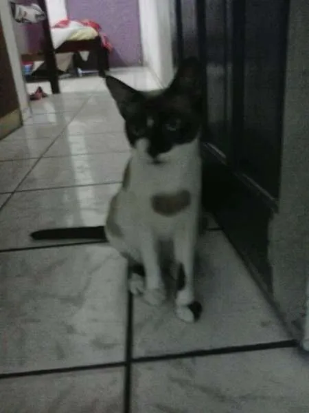 Gato ra a nenhuma idade 1 ano nome varios
