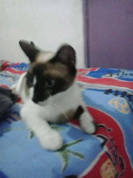 Gato ra a nenhuma idade 1 ano nome varios