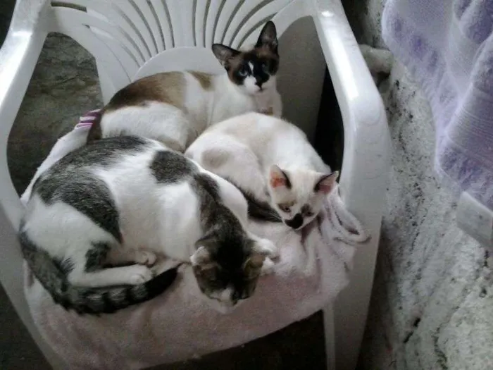 Gato ra a nenhuma idade 1 ano nome varios