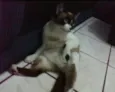 varios