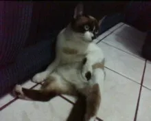 Gato ra a nenhuma idade 1 ano nome varios
