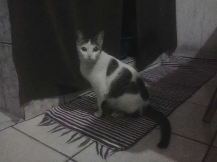 Gato ra a nenhuma idade 1 ano nome varios