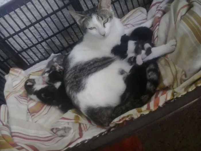 Gato ra a nenhuma idade 1 ano nome varios