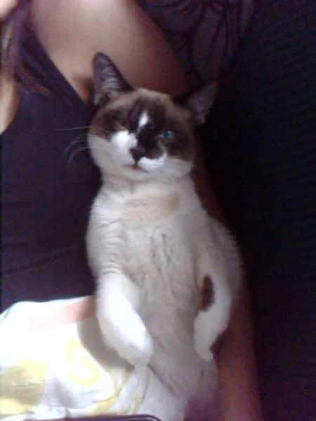 Gato ra a nenhuma idade 1 ano nome varios