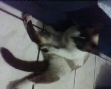 Gato ra a nenhuma idade 1 ano nome varios