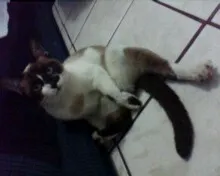 Gato ra a nenhuma idade 1 ano nome varios