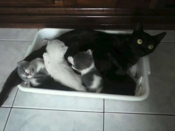 Gato ra a SRD idade Abaixo de 2 meses nome Vixen