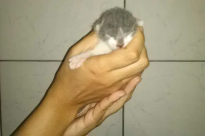 Gato ra a SRD idade Abaixo de 2 meses nome Vixen