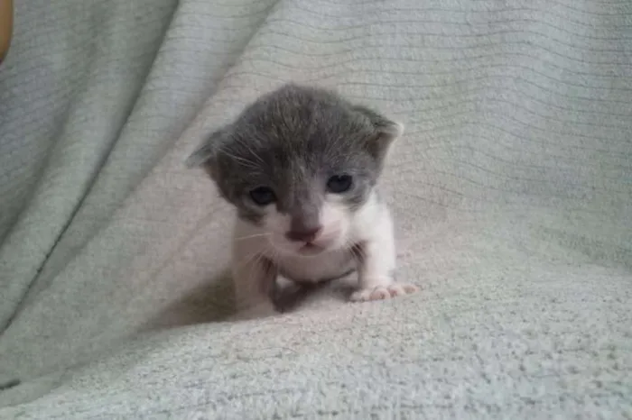 Gato ra a SRD idade Abaixo de 2 meses nome Vixen