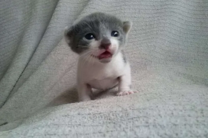 Gato ra a SRD idade Abaixo de 2 meses nome Vixen