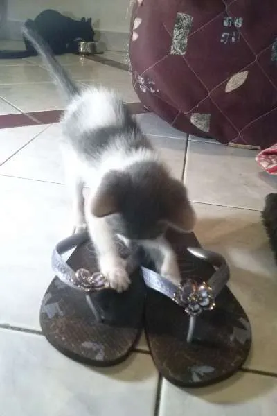 Gato ra a SRD idade Abaixo de 2 meses nome Vixen