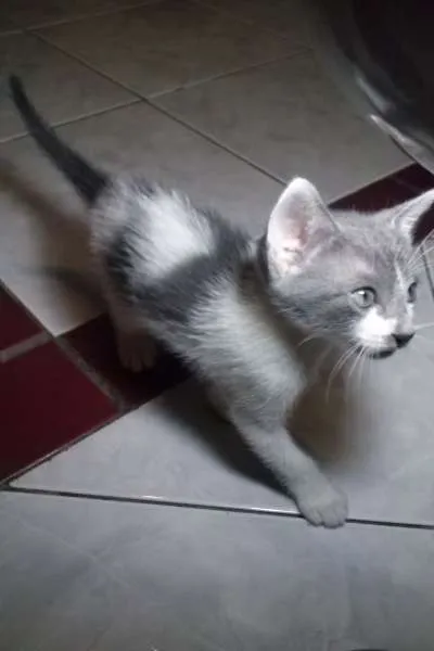 Gato ra a SRD idade Abaixo de 2 meses nome Vixen
