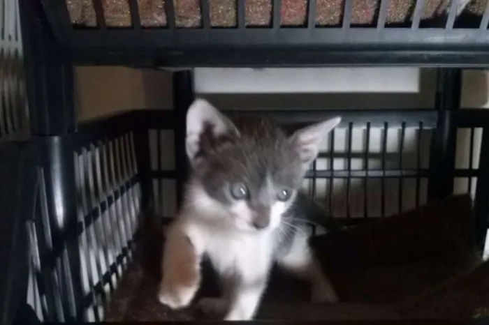 Gato ra a SRD idade Abaixo de 2 meses nome Vixen