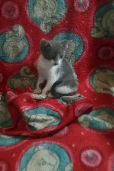Gato ra a SRD idade Abaixo de 2 meses nome Vixen
