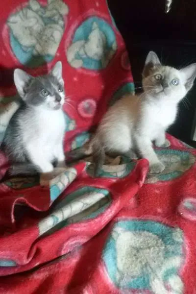 Gato ra a SRD idade Abaixo de 2 meses nome Vixen