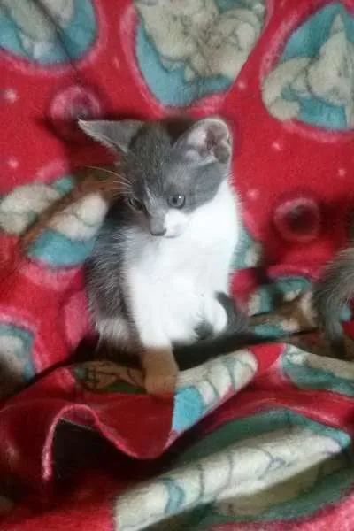 Gato ra a SRD idade Abaixo de 2 meses nome Vixen