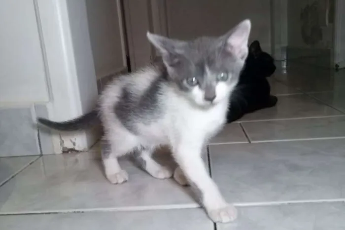 Gato ra a SRD idade Abaixo de 2 meses nome Vixen