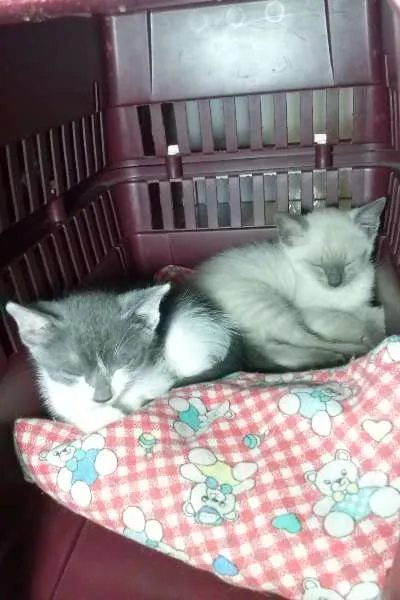 Gato ra a SRD idade Abaixo de 2 meses nome Vixen