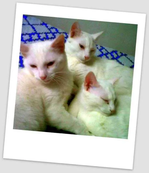 Gato raça SRD idade 2 a 6 meses nome sem nome